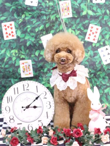 20250419ろこちゃん